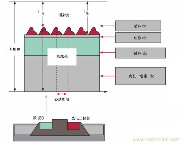 可以用發(fā)光二極管 （LED） 來(lái)照亮皮膚，然后測(cè)量反射到一個(gè)光電二極管的光量來(lái)監(jiān)測(cè)每個(gè)心動(dòng)周期