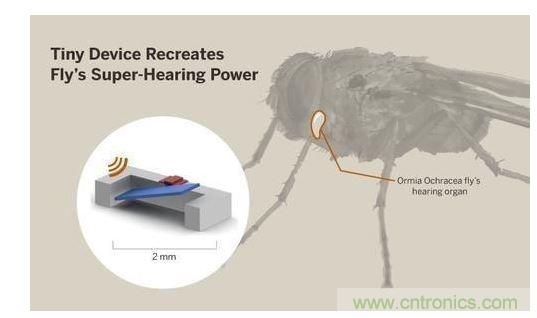 顯示研究人員們經(jīng)由這種寄生蠅的聲音處理機(jī)制啟發(fā)，開發(fā)出一款低功耗的麥克風(fēng)組件。