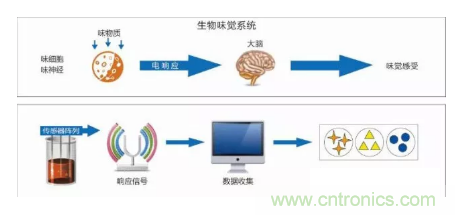 仿生傳感器的定義、原理、分類及應(yīng)用